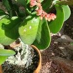 Euphorbia magnifica Blatt