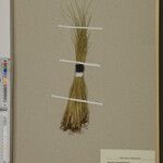 Agrostis trachyphylla Otro