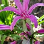 Nerine bowdenii Flower