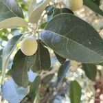 Lagunaria patersonia Fruit