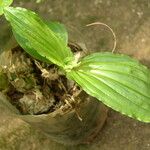 Liparis nervosa Hoja