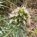Echium brevirame Cvijet