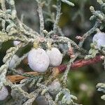 Juniperus osteosperma Fruto