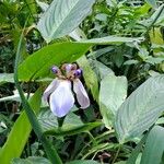 Neomarica northiana Flor