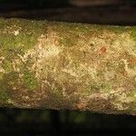 Pradosia ptychandra Bark