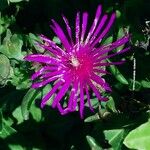 Delosperma cooperi Blüte