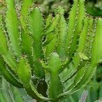 Euphorbia candelabrum Fulla