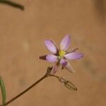 Spergula diandra Mosusu