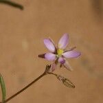 Spergula diandra Sonstige