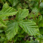 Rubus fruticosus Hoja