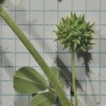 Medicago rigidula Likasa