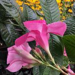 Mandevilla laxa പുഷ്പം