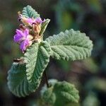 Melochia tomentosa Leaf