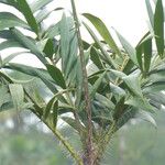 Bactris campestris Leaf