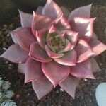Echeveria agavoides Feuille