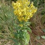 Verbascum lychnitisЦветок