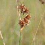 Juncus torreyi 果實