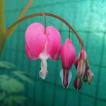 Dicentra spectabilis 花