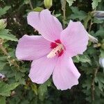 Hibiscus syriacusFlor