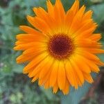 Calendula officinalis Květ