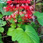 Clerodendrum paniculatum Flor