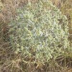 Eryngium campestre Leaf