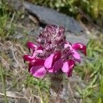 Pedicularis mixta Flower