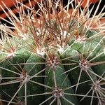 Melocactus ernestii