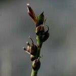 Carex glacialis Fruct