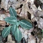 Goodyera pubescens Blatt