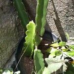 Hylocereus trigonus Blad