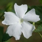 Thunbergia laevis ᱵᱟᱦᱟ