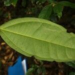 Strychnos aculeata Hoja