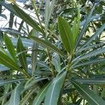 Nerium oleander Ліст