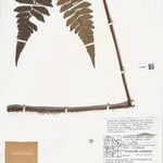 Cyathea surinamensis Лист
