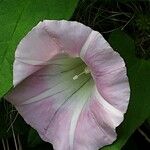 Calystegia sepium Fleur