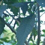 Brugmansia arborea Φύλλο