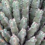 Euphorbia resinifera Bark
