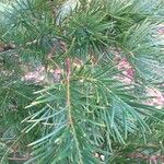 Torreya californica Folha