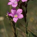 Linum viscosum Fiore