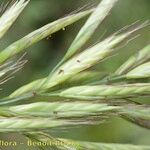 Bromus lanceolatus その他の提案