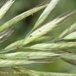 Bromus lanceolatus अन्य