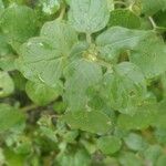 Parietaria floridana Hoja