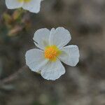 Helianthemum violaceum 花