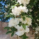 Rosa banksiaeFlor