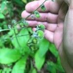 Andersonglossum virginianum Ovoce
