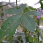 Ipomoea cairica 葉