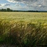 Hordeum vulgare Plante entière