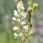 Reseda alba Floare