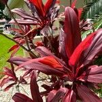 Cordyline fruticosaপাতা